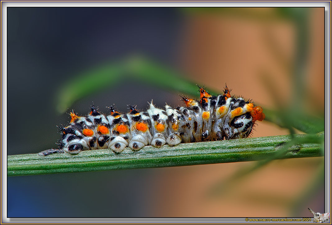 Chenille du Machaon